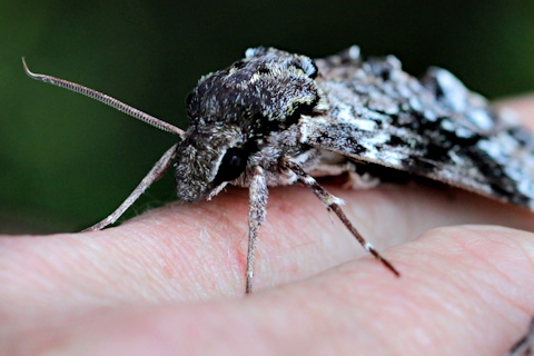 Australian Privet Hawk Moth (Psilogramma casuarinae)